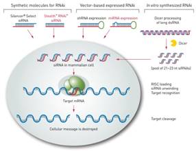 http://www.lifetechnologies.com/content/dam/LifeTech/global/life-sciences/CellCultureandTransfection/Images/0714/sirna-analysis.jpg