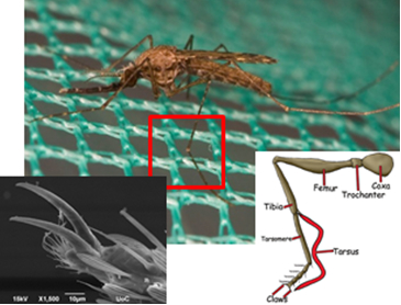 Insecticide resistant Anopheles gambiae walking apathetic on impregnated bednets