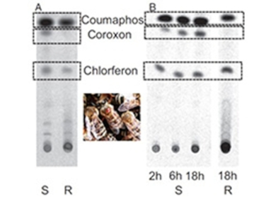 Operation of a rare evolutionary strategy for circumventing pesticide resistance in the major bee parasite