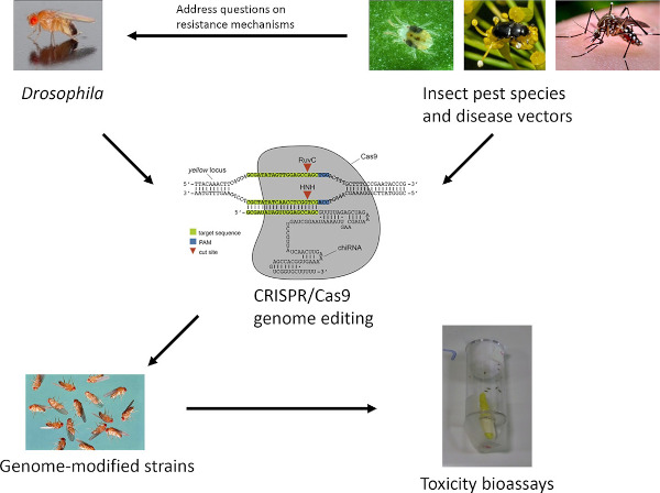 Using CRISPR/Cas9 genome modification 