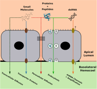 Operation of a rare evolutionary strategy for circumventing pesticide resistance in the major bee parasite