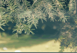Taxus baccata